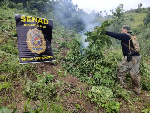 SENAD ejecuta operativo en Bella Vista Norte y destruye 15 toneladas de droga