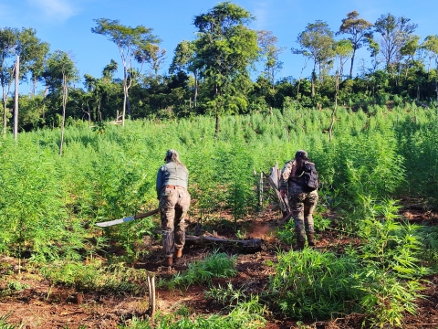 SENAD eliminó 42 toneladas de marihuana en Alto Verá, Itapúa