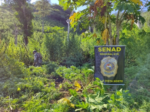 SENAD eliminó 12 toneladas de droga tras incursión rural en Bella Vista Norte