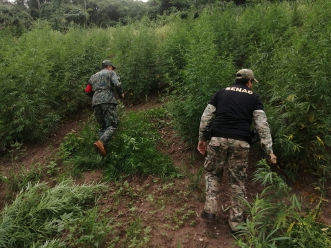 SENAD y la FTC despliegan operativo contra estructuras del narcotráfico en Amambay