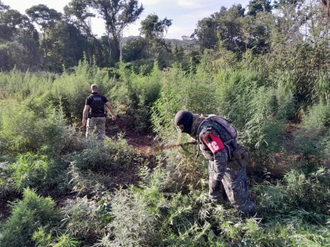 Despliegues de fuerzas en Amambay eliminaron 90 toneladas de marihuana